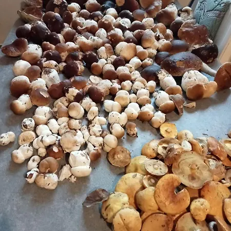 アパート Wczasy Sloneczny Z Sauna *