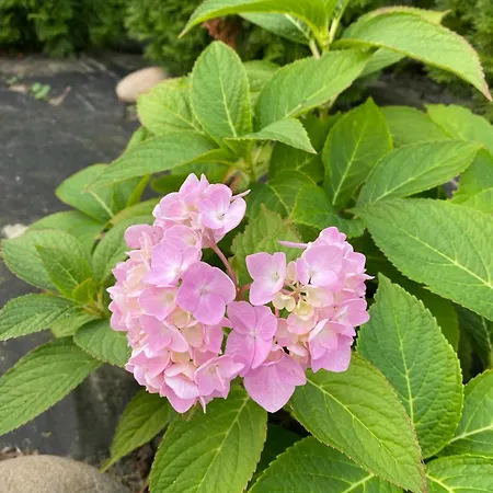 Wczasy Sloneczny Z Sauna