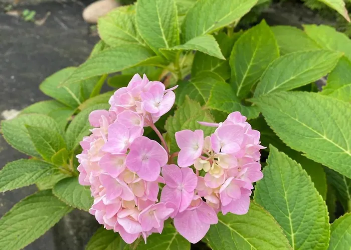 Wczasy Sloneczny Z Sauna